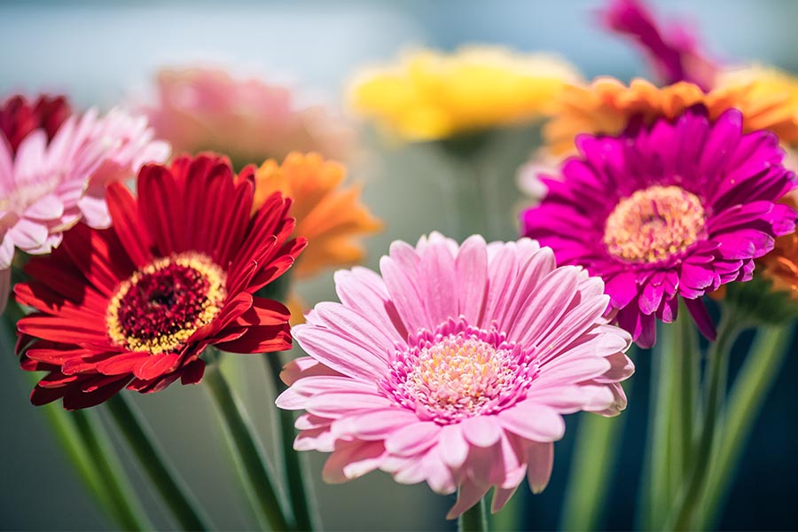 Blumen